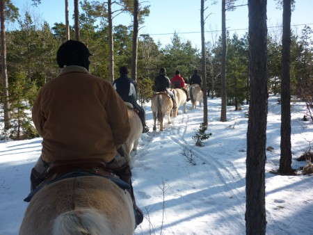 Vinter och uteritt i Väskinde 2012. Gunnar på Midas närmast kameran. Foto: Christina Engman