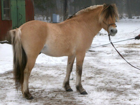 Fricco, ny hingst på Knuts.  Foto: Christina Engman
