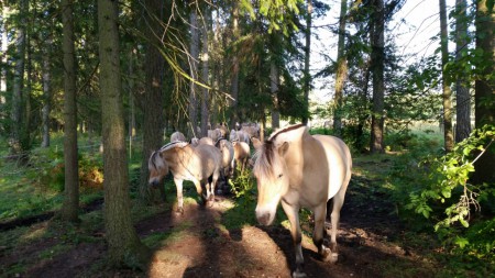 På väg mot kvällsmaten på vallen, sommaren 2014 Knuts