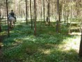 /album/bildgalleri/a8maj1-jpg1/